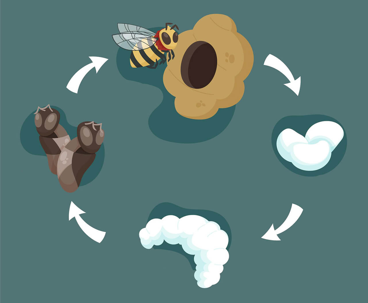 TOUT ce qu'il faut savoir sur le cycle de développement des abeilles
